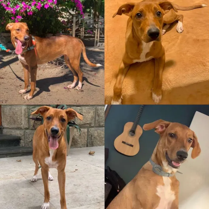 Cachorro ra a sem raça definida idade 1 ano nome Teresa (Tetê)