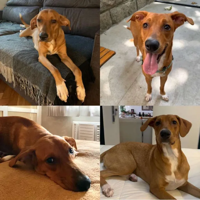 Cachorro ra a sem raça definida idade 1 ano nome Teresa (Tetê)