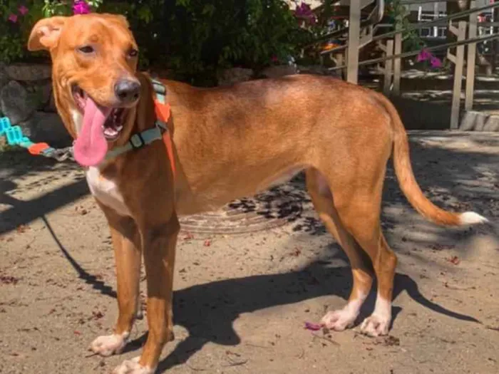Cachorro ra a sem raça definida idade 1 ano nome Teresa (Tetê)