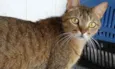 Ruivo lindo gatinho