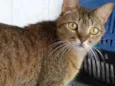 Ruivo lindo gatinho