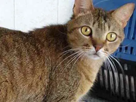 Gato ra a Srd idade 2 anos nome Ruivo lindo gatinho