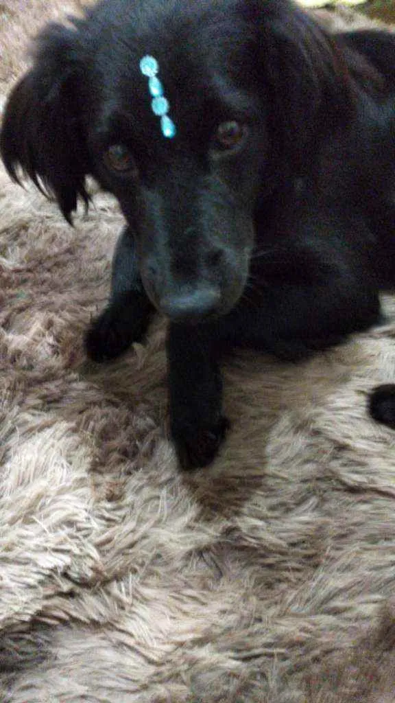 Cachorro ra a  idade 2 anos nome Rubi 