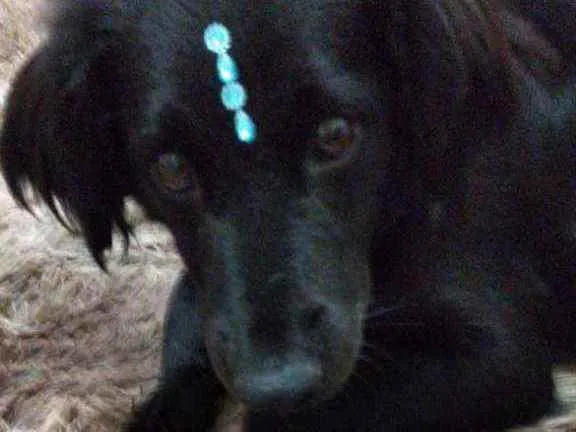 Cachorro ra a  idade 2 anos nome Rubi 