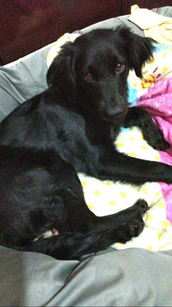 Cachorro ra a  idade 2 anos nome Rubi 