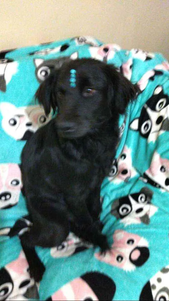 Cachorro ra a  idade 2 anos nome Rubi 