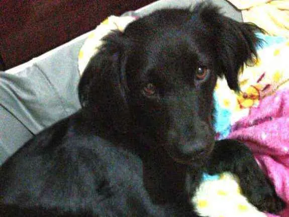 Cachorro ra a  idade 2 anos nome Rubi 