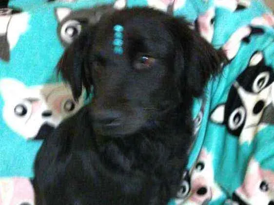 Cachorro ra a  idade 2 anos nome Rubi 