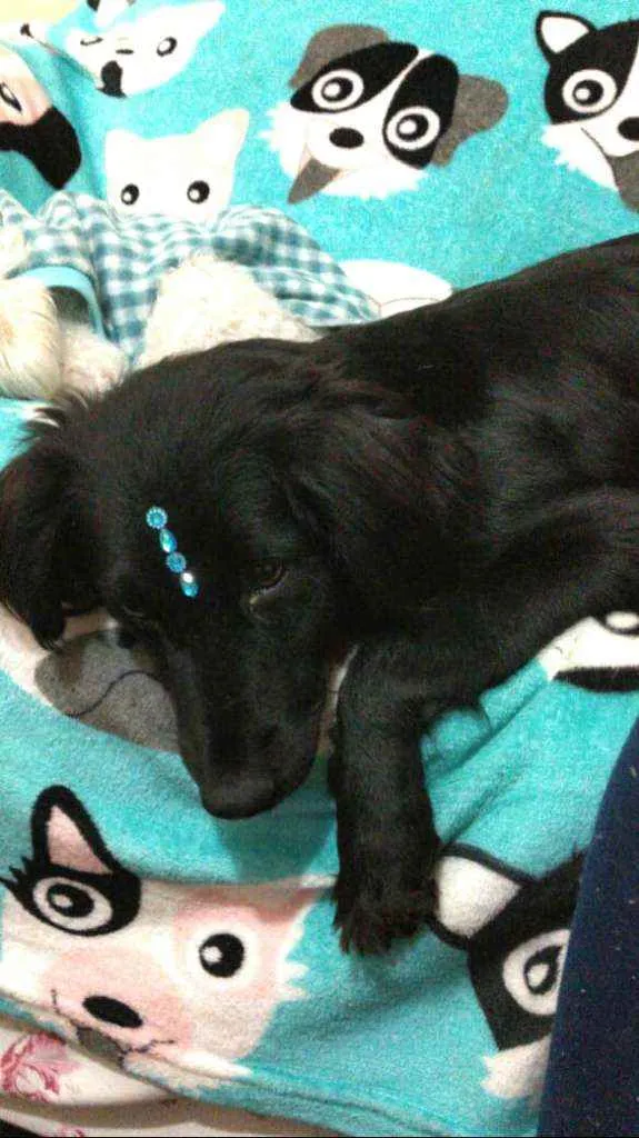 Cachorro ra a  idade 2 anos nome Rubi 