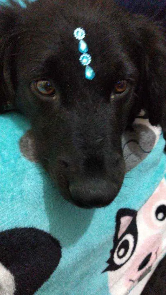 Cachorro ra a  idade 2 anos nome Rubi 