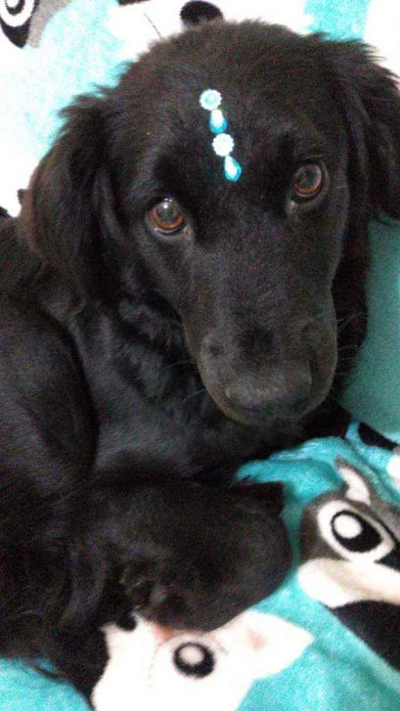 Cachorro ra a  idade 2 anos nome Rubi 