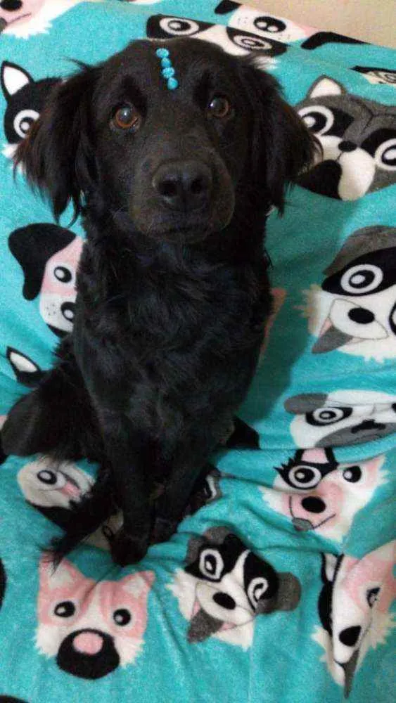 Cachorro ra a  idade 2 anos nome Rubi 