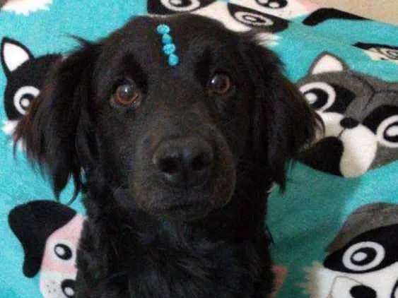 Cachorro ra a  idade 2 anos nome Rubi 
