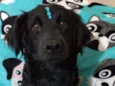 Rubi