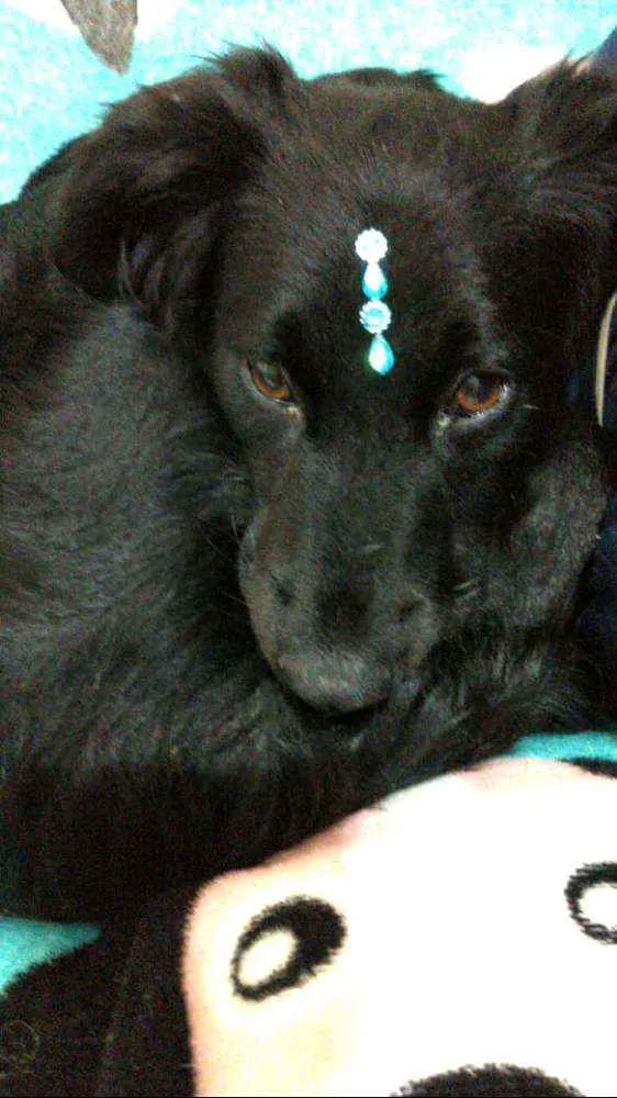 Cachorro ra a  idade 2 anos nome Rubi 