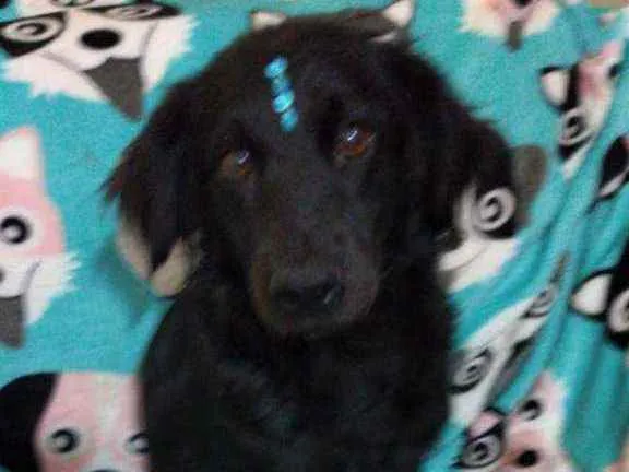 Cachorro ra a  idade 2 anos nome Rubi 