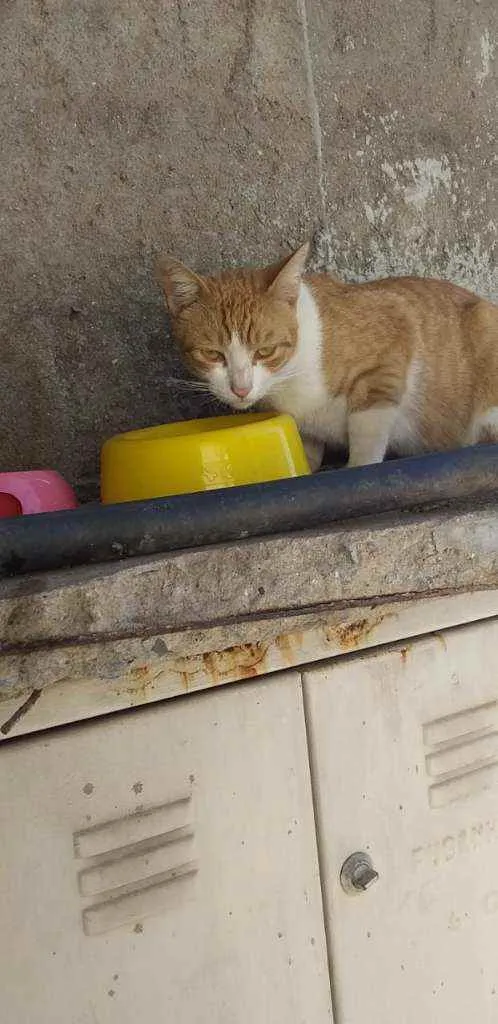 Gato ra a felino srd idade 1 ano nome Napoleão