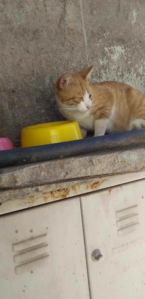 Gato ra a felino srd idade 1 ano nome Napoleão