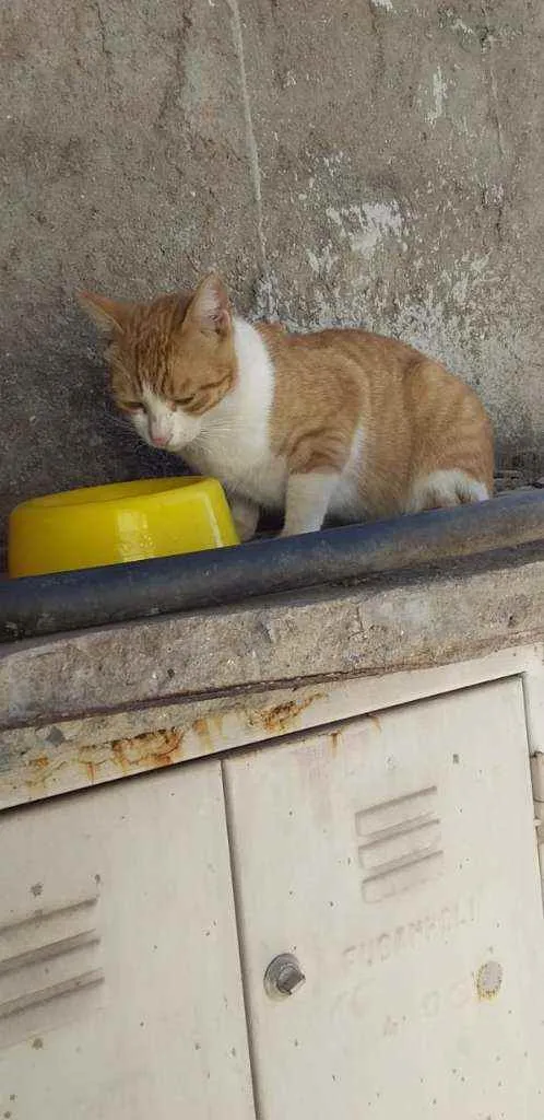 Gato ra a felino srd idade 1 ano nome Napoleão