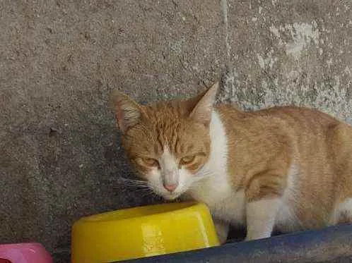 Gato ra a felino srd idade 1 ano nome Napoleão