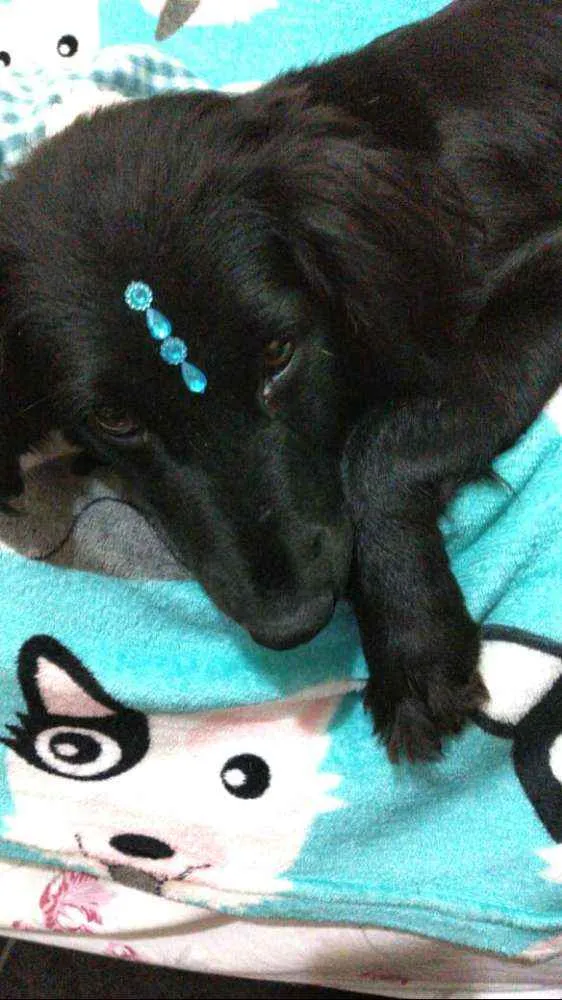 Cachorro ra a  idade 2 anos nome Rubi 