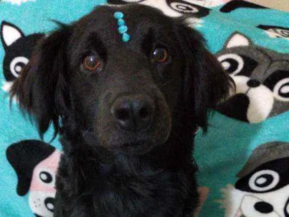 Cachorro ra a  idade 2 anos nome Rubi 