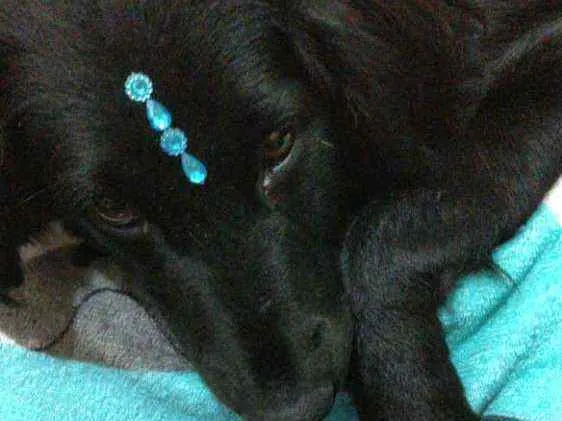 Cachorro ra a  idade 2 anos nome Rubi 