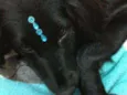 Rubi