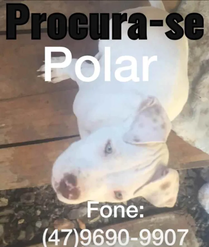 Cachorro ra a Pitbul idade 2 a 6 meses nome Polar