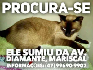 Gato raça Siamês  idade 5 anos nome Lominhau