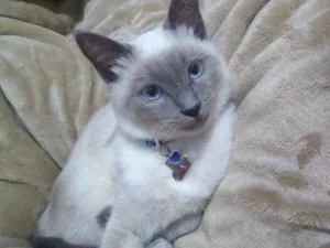 Gato raça Sem raça idade 2 a 6 meses nome Luna