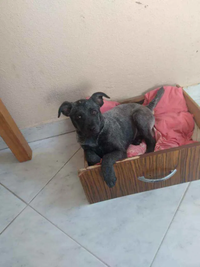Cachorro raça Vira lata idade 2 a 6 meses nome Pietra