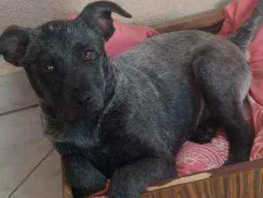 Cachorro raça Vira lata idade 2 a 6 meses nome Pietra