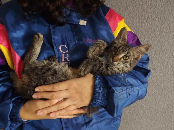 Gato ra a SRD idade 2 a 6 meses nome Lenus