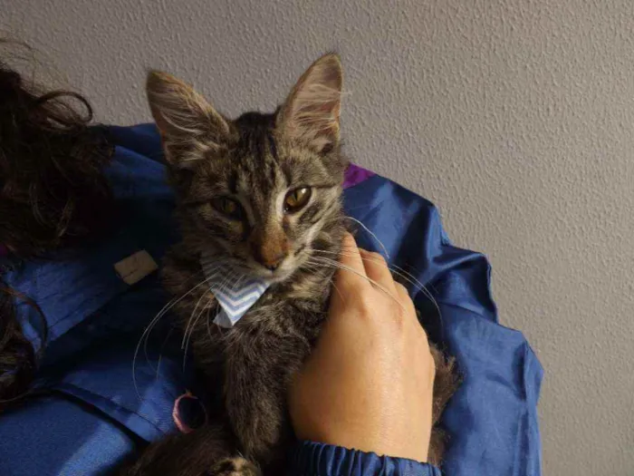 Gato ra a SRD idade 2 a 6 meses nome Lenus