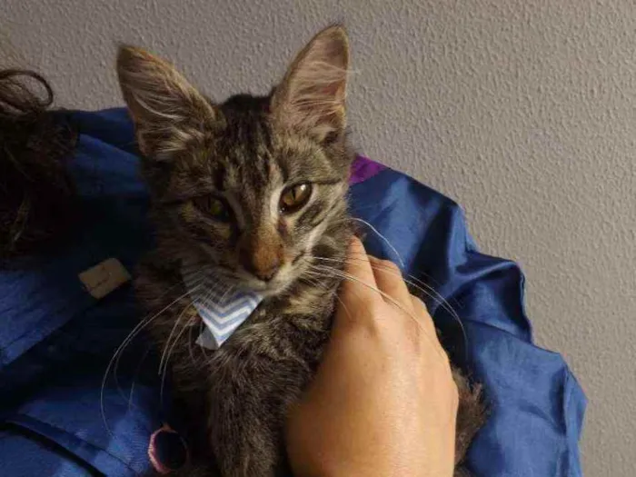 Gato ra a SRD idade 2 a 6 meses nome Lenus
