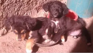 Cachorro raça sem raça idade 2 a 6 meses nome Não tem nome 