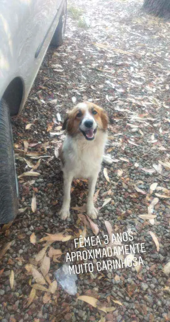 Cachorro raça Não sei idade 3 anos nome Amora 