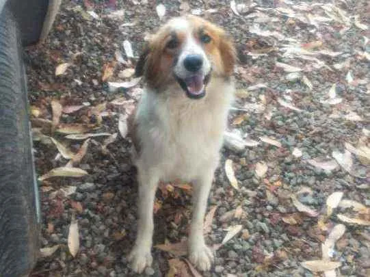 Cachorro raça Não sei idade 3 anos nome Amora 