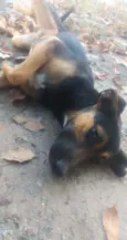 Pretinho