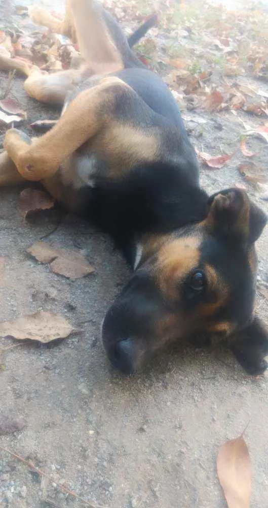 Cachorro raça Não sei idade 2 anos nome Pretinho