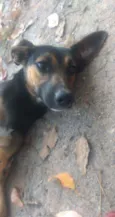 Pretinho