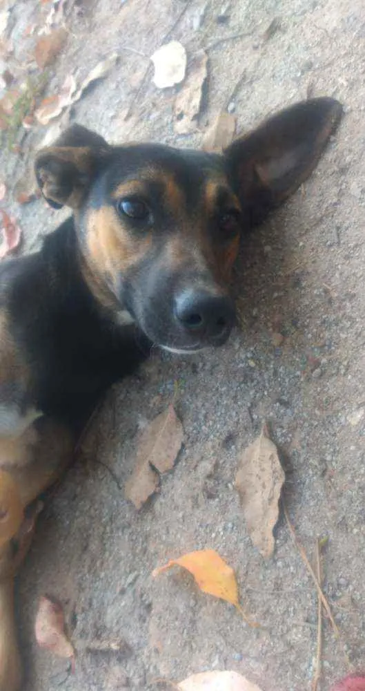 Cachorro raça Não sei idade 2 anos nome Pretinho