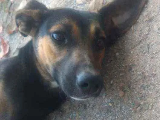 Cachorro raça Não sei idade 2 anos nome Pretinho