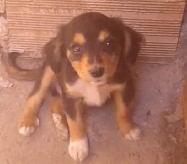 Cachorro raça sem raça idade 2 a 6 meses nome Não tem nome 