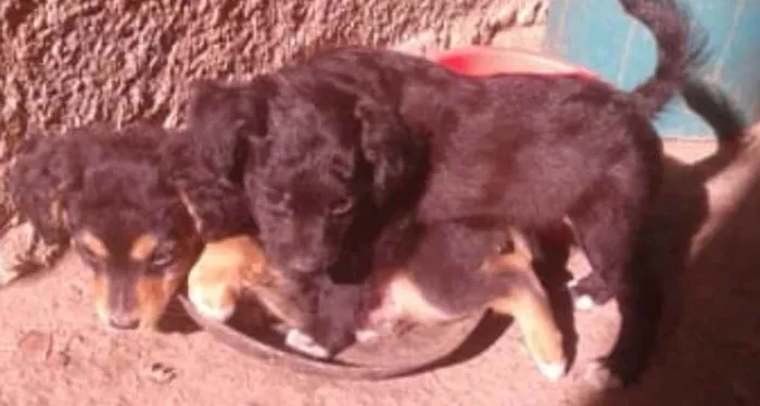 Cachorro raça sem raça idade 2 a 6 meses nome Não tem nome 