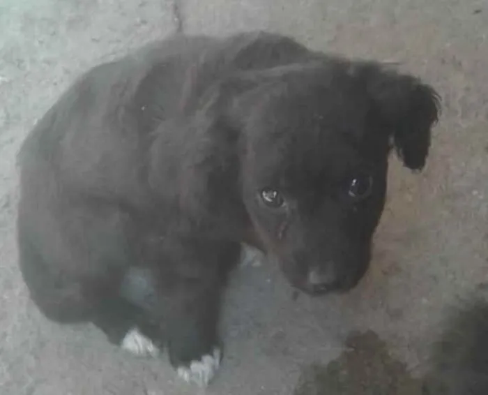 Cachorro raça sem raça idade 2 a 6 meses nome Não tem nome 