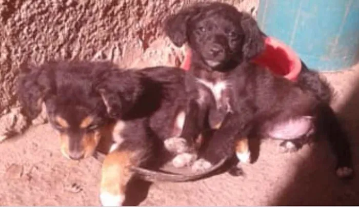 Cachorro raça sem raça idade 2 a 6 meses nome Não tem nome 