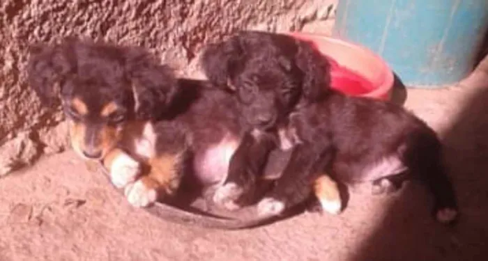Cachorro raça sem raça idade 2 a 6 meses nome Não tem nome 