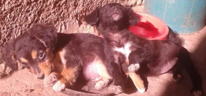 Cachorro raça sem raça idade 2 a 6 meses nome Não tem nome 